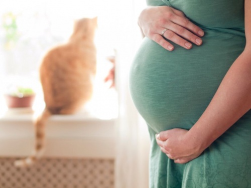 macskaterhességalatt